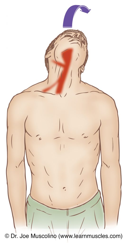Stretching the hyoid group of muscles involves extending and opposite-side laterally flexing the head and neck at the spinal joints, with the mandible elevated (the jaw closed). 