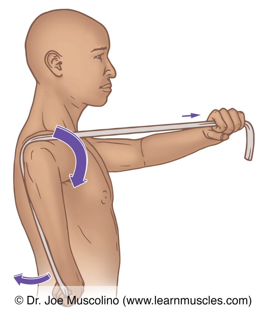 The infraspinatus (of the rotator cuff group) is stretched with medial (internal) rotation of the arm at the shoulder (glenohumeral) joint.
