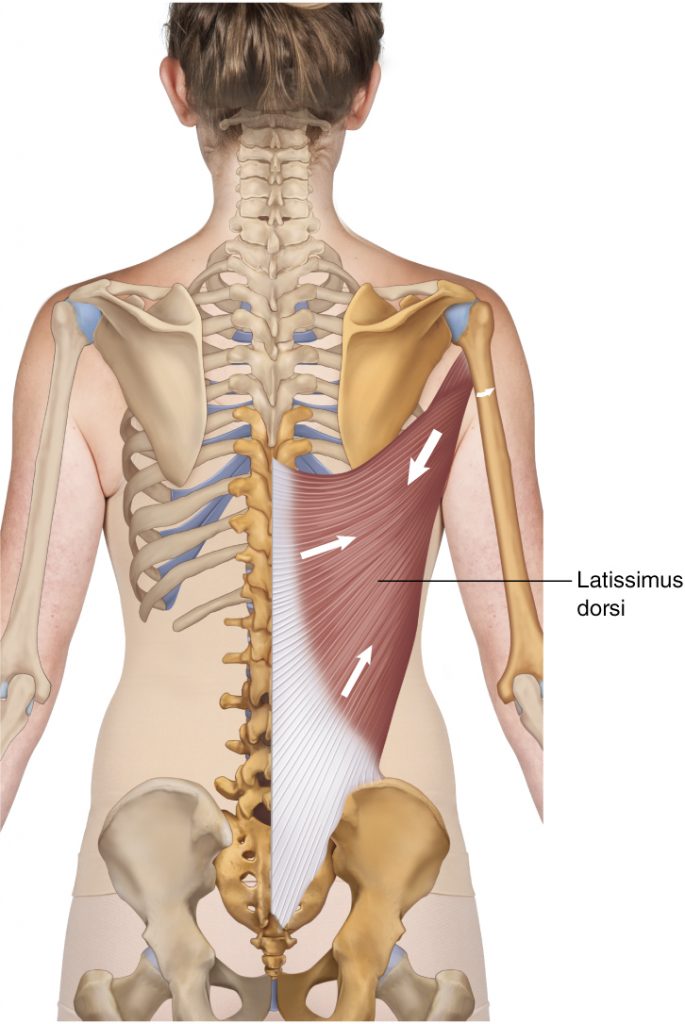 Latissimus Dorsi ("Lat") - Learn Muscles
