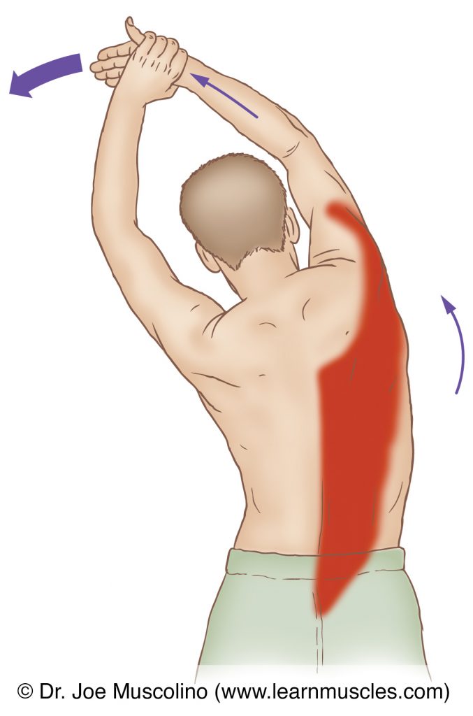 The right-side latissimus dorsi (lat) is stretched with left lateral flexion of the lumbar spine; and flexion, lateral rotation, and horizontal flexion (horizontal adduction) of the arm at the shoulder joint.