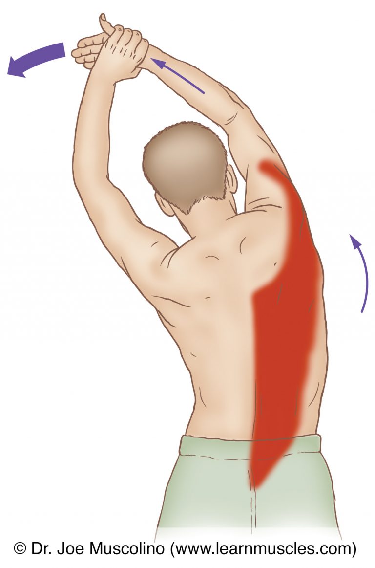 Latissimus Dorsi Lat Stretching Learn Muscles