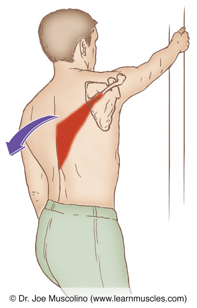 The lower trapezius is stretched with protraction and elevation of the scapula at the scapulocostal (scapulothoracic) joint.