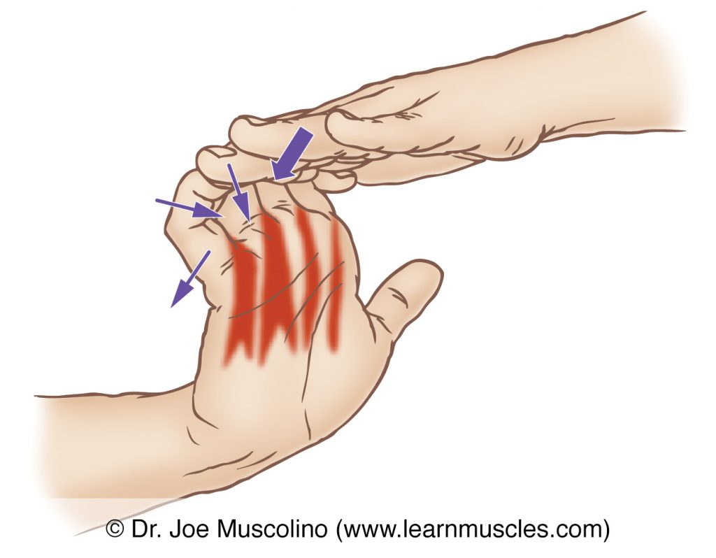 The lumbricals manus (of the central compartment group) are stretched with extension of fingers #2-5 at the metacarpophalangeal joints and flexion of fingers #2-5 at the interphalangeal joints.