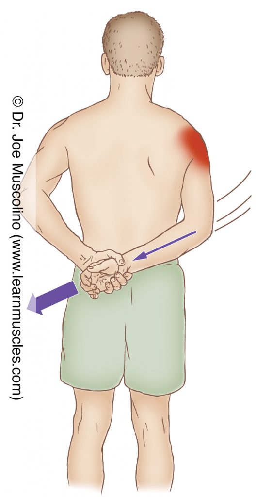 The middle deltoid is stretched with adduction of the arm at the shoulder joint (in extension behind the back).