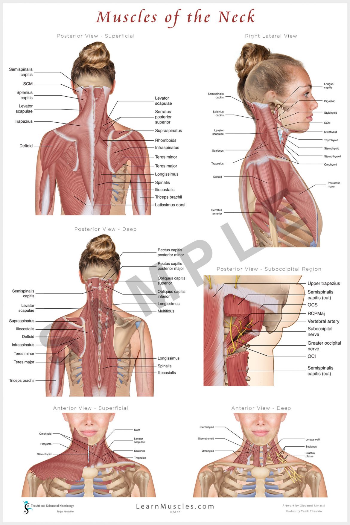 Muscles Of The Neck 24 X 36 Premium Poster Learn Muscles Muscles Of The Neck 24 X 36 Premium Poster Learn Muscles
