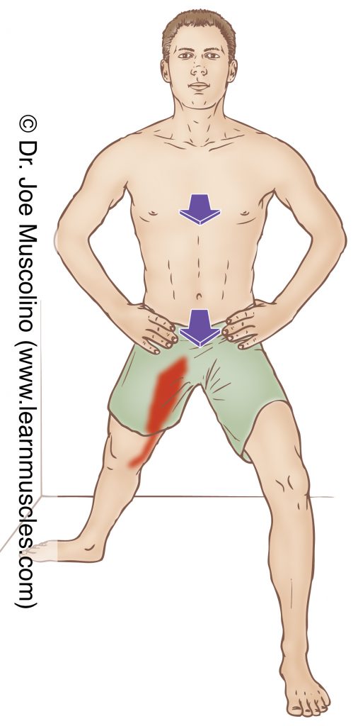 The pectineus is stretched with extension, abduction, and lateral rotation of the thigh at the hip joint.
