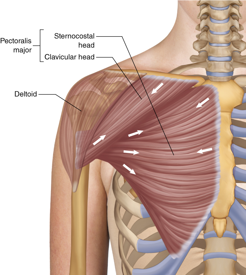 The pectoralis major flexes the humerus, the bone of the upper arm, (pickin...