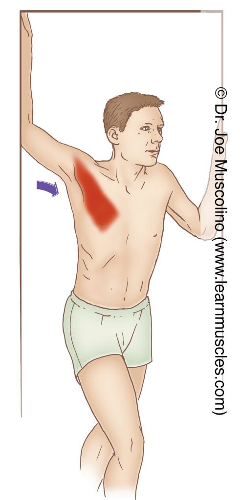 The pectorals minor is stretched with retraction, elevation, and upward rotation of the scapula at the scapulocostal joint.