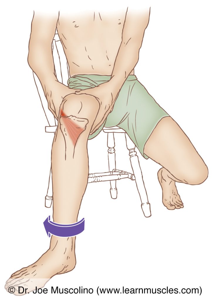The popliteus is stretched with flexion and lateral (external) rotation of the leg/tibia at the knee joint.