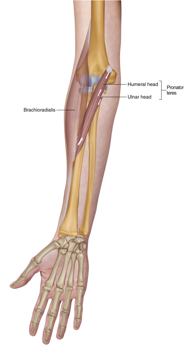 Pronator Teres Learn Muscles