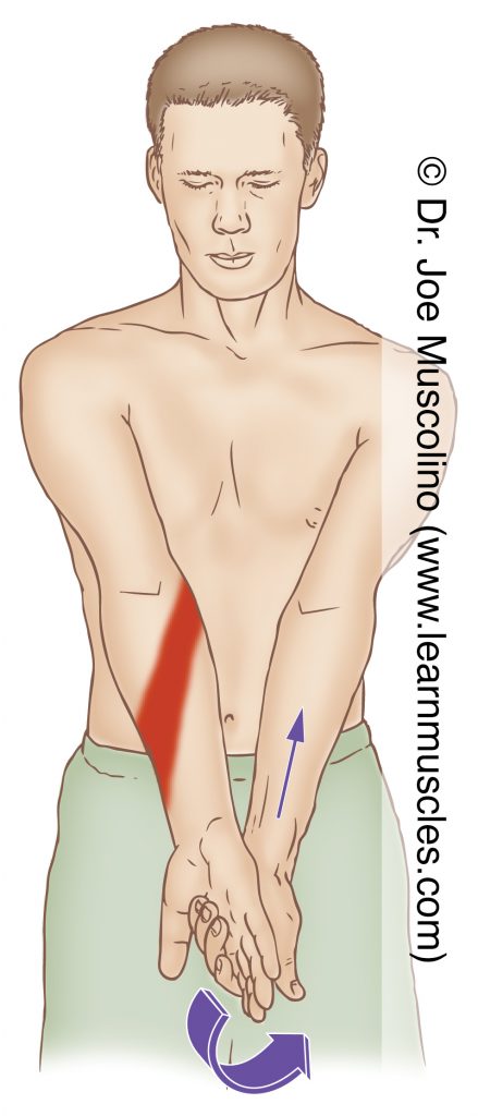 The pronator quadratus is stretched with supination of the forearm at the radioulnar joints. Although not shown in this figure, the elbow joint should be flexed so that the pronator teres is slackened and knocked out of the stretch. 