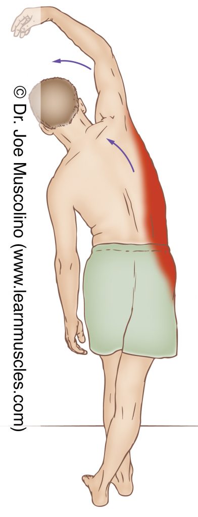 The right-side quadratus lumborum (QL) is stretched with left lateral flexion of the lumbar spine. 