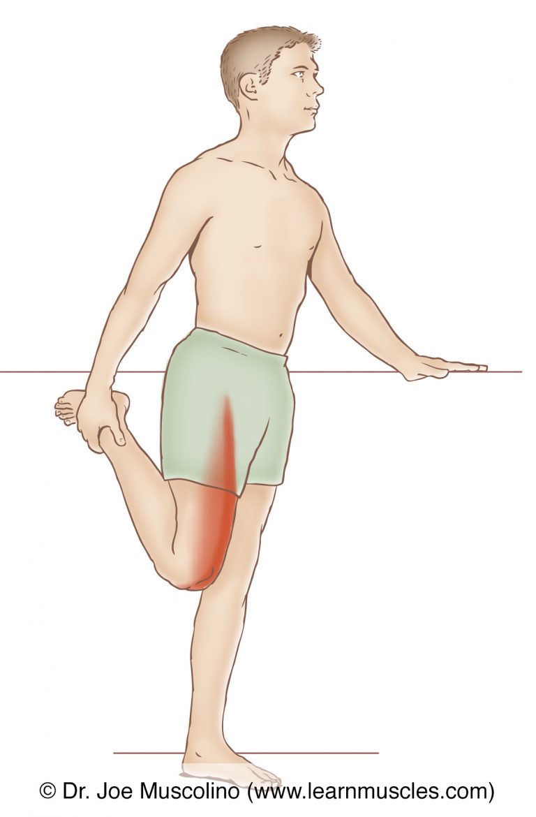 Quadriceps Femoris Group - Stretching - Learn Muscles