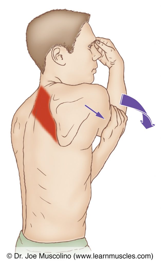 The rhomboids are stretched by protracting and depressing the scapula at the scapulocostal (scapulothoracic) joint. 