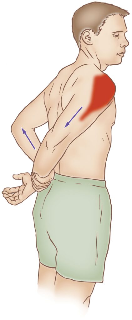 Coracobrachialis - Stretching - Learn Muscles