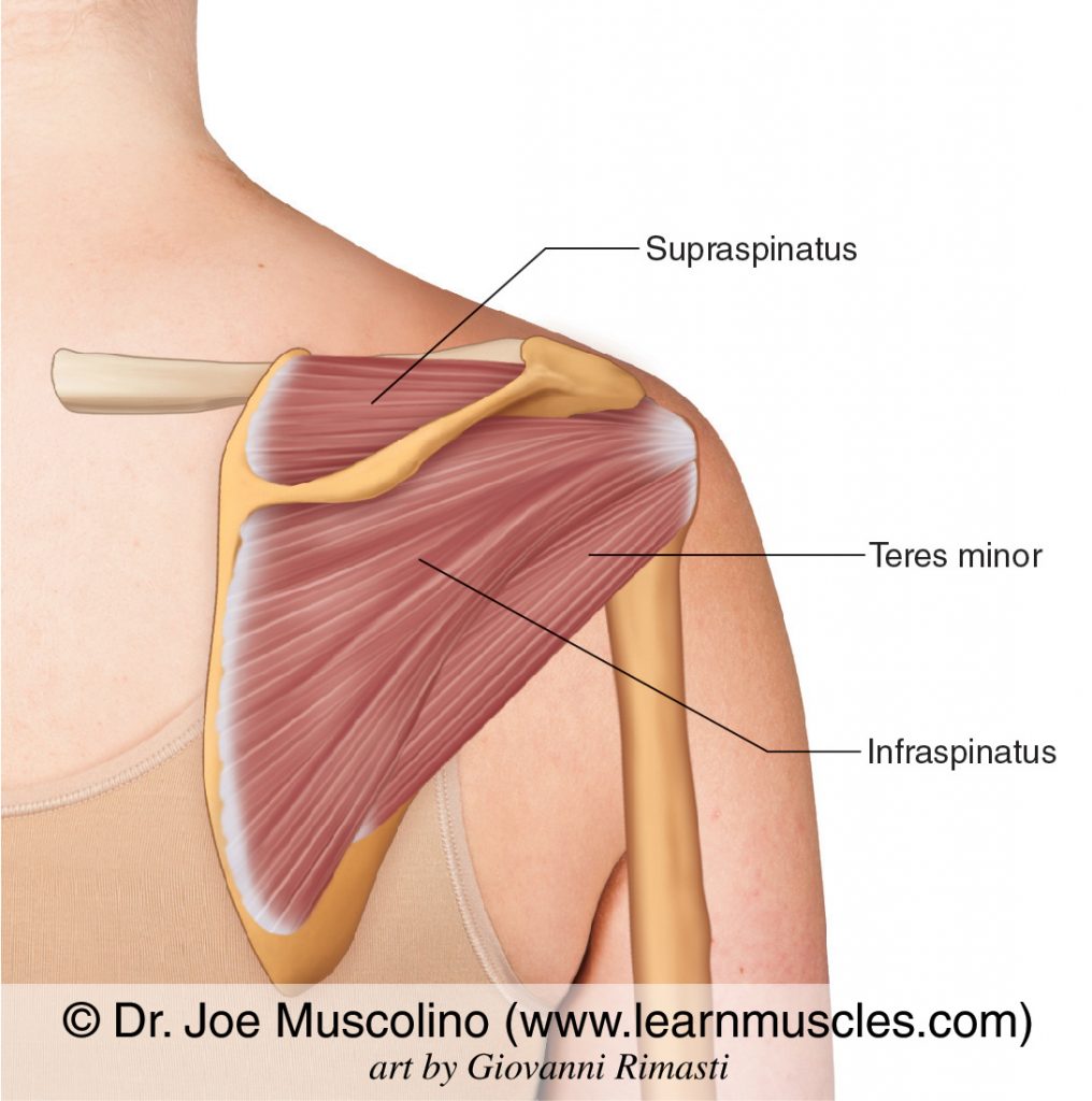The three posterior muscles of the rotator cuff group: supraspinatus, infraspinatus, and teres minor.