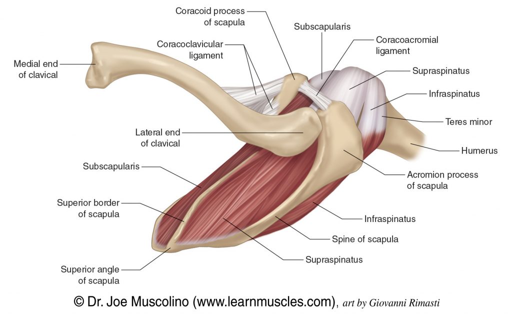 Superior view of the rotator cuff group.