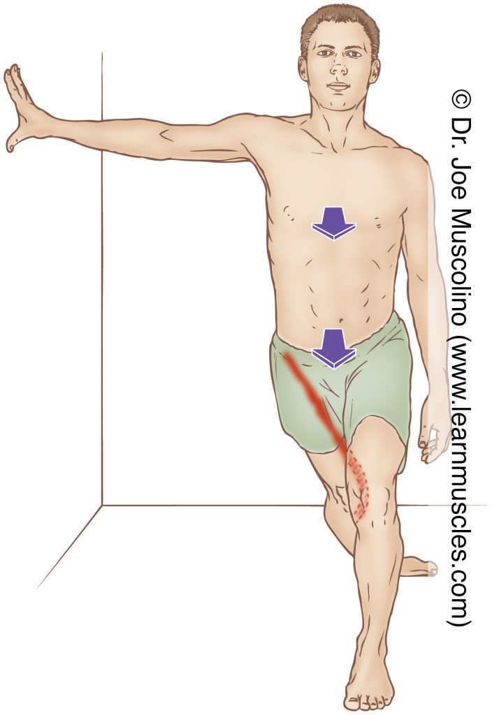 The sartorius is stretched with extension, adduction, and medial rotation of the thigh at the hip joint.