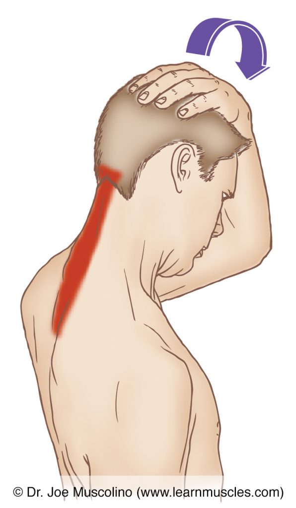 The semispinalis capitis (of the transversospinalis group) is stretched by flexing the head and neck at the spinal joints. Adding in lateral flexion (not seen in the accompanying illustration) will increase the efficacy of the stretch for the opposite-side semispinalis capitis. 