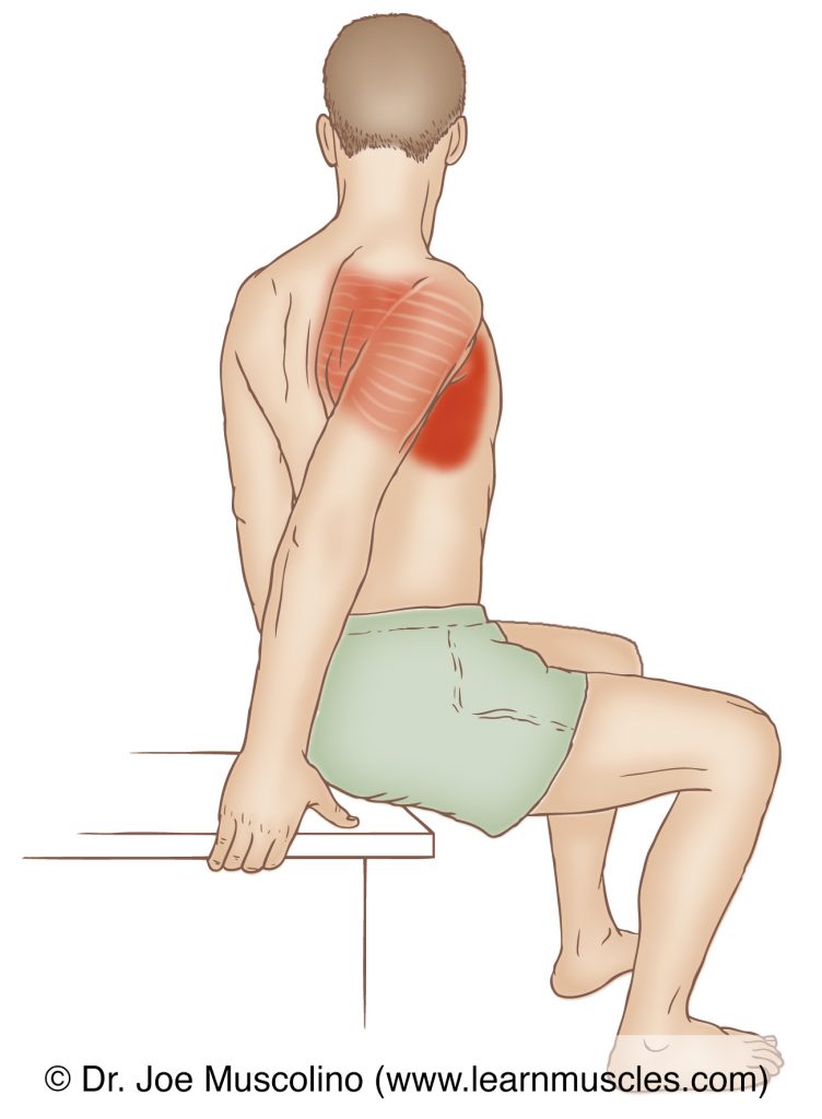 The serratus anterior is stretched by retracting the scapula at the scapulocostal joint. This is accomplished by holding onto a stable object with the hand and then rotating the trunk in the opposite direction. 