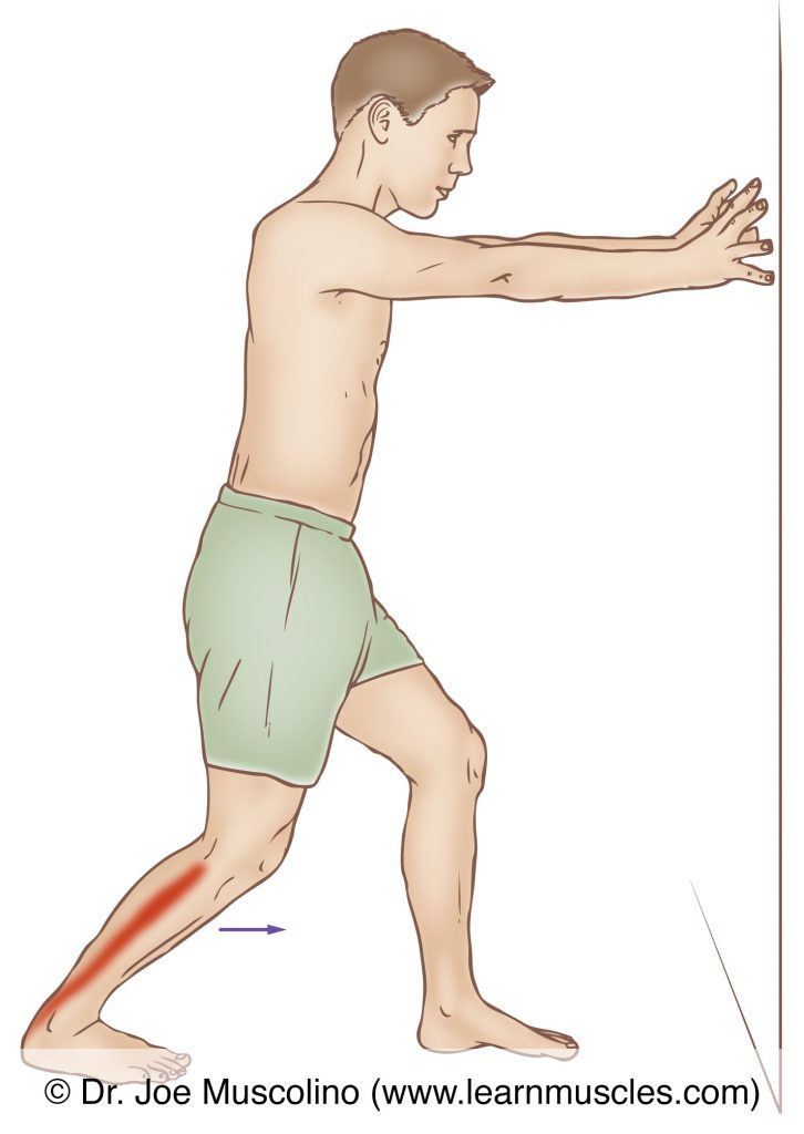 The soleus is stretched with dorsiflexion of the foot at the ankle joint and partial flexion at the knee joint.