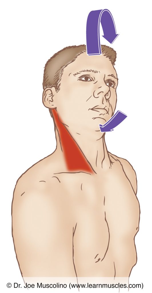 The right-side sternocleidomastoid is stretched by extending the neck and flexing the head in the sagittal plane, and left laterally flexing (in the frontal plane) and right rotating (in the transverse plane) the head and neck at the spinal joints. 
