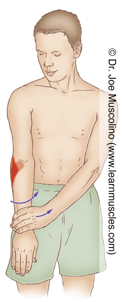 The supinator is stretched with pronation of the forearm at the radioulnar joints.