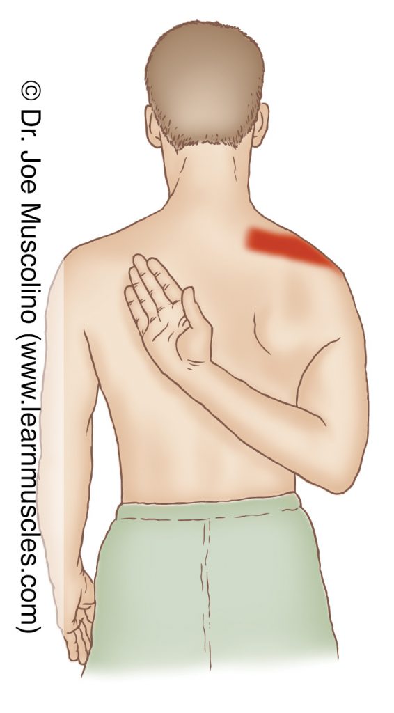The supraspinatus is stretched with adduction and extension of the arm at the shoulder (glenohumeral) joint.