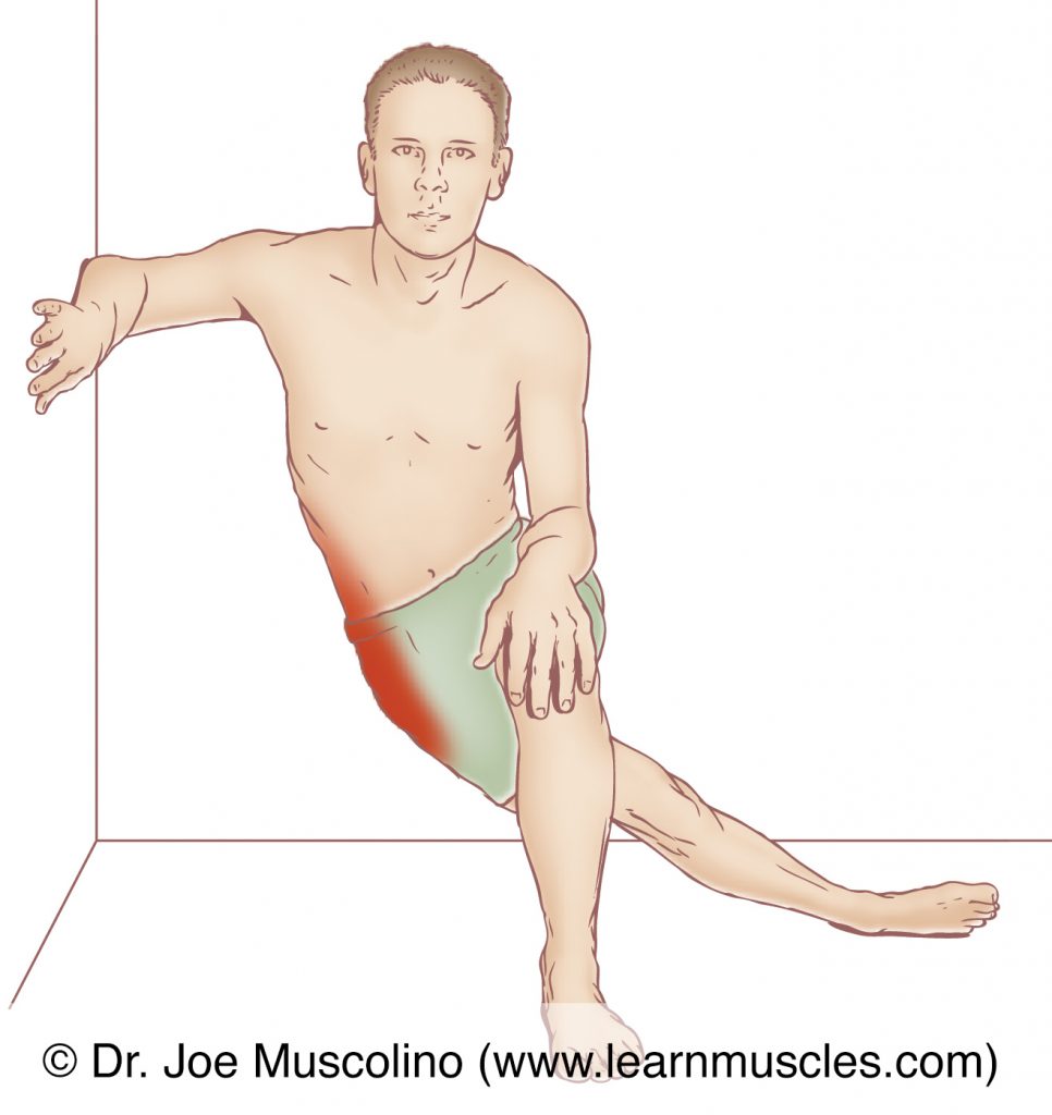 The tensor fasciae latae (TFL) is stretched by extending and adducting the thigh at the hip joint. 