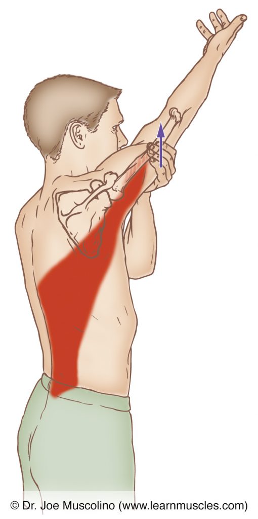 The teres major is stretched with flexion, lateral rotation, and adduction in front of the body, of the arm at the shoulder (glenohumeral) joint. 