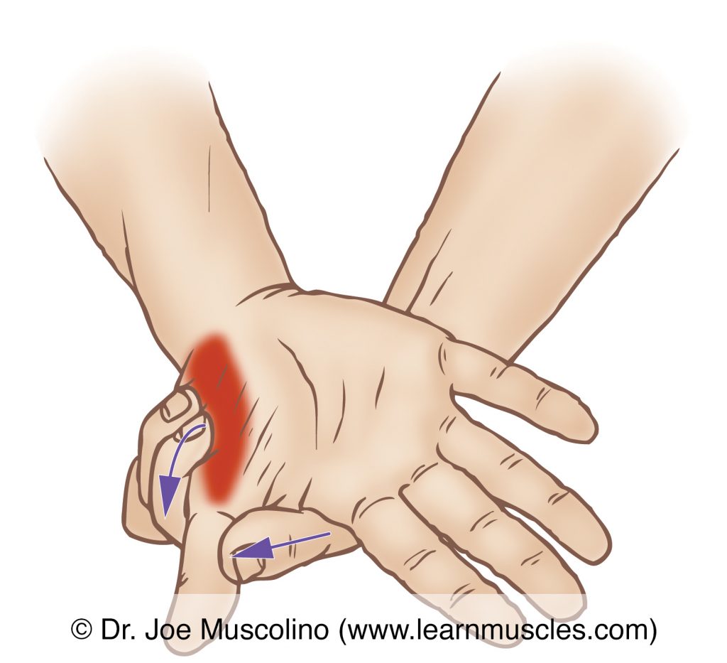 The thenar eminence group of muscles is stretched with extension and adduction of the thumb at the carpometacarpal and metacarpophalangeal joints.