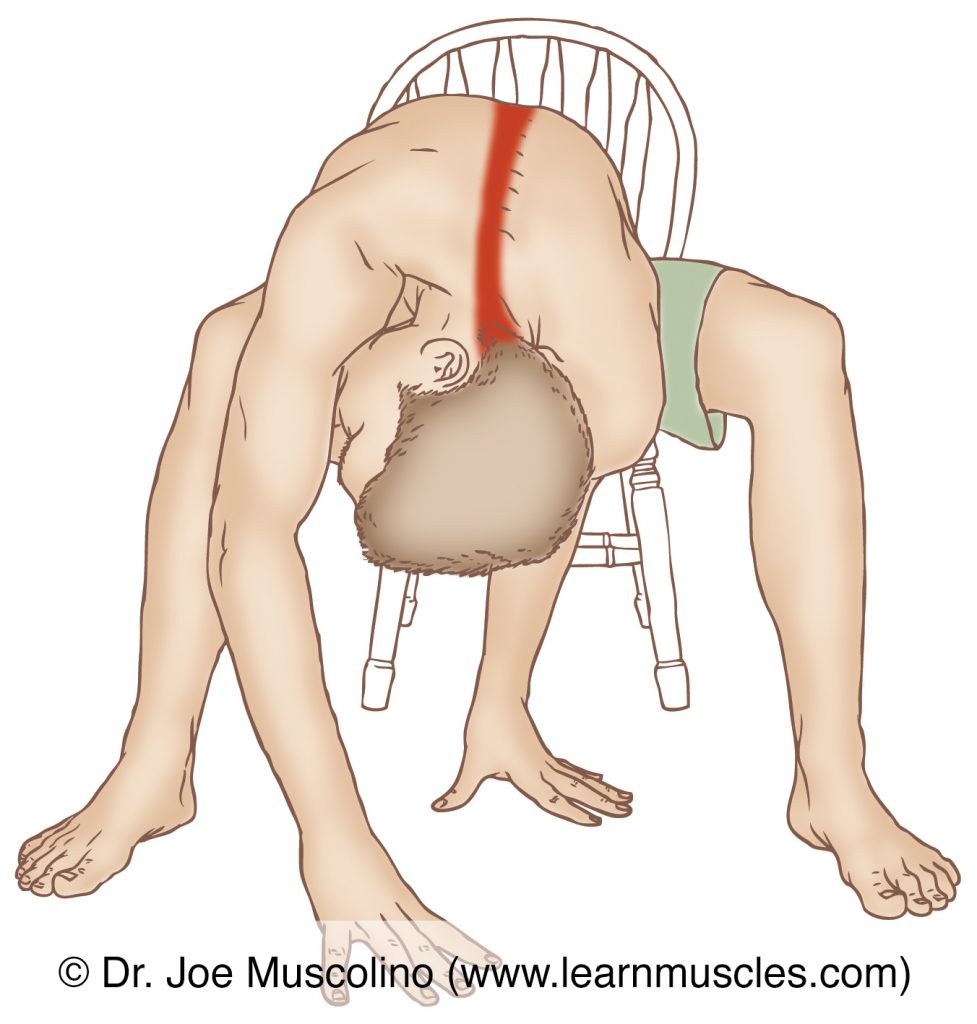 The transversospinalis paraspinal musculature is stretched with flexion, opposite-side (contralateral) lateral flexion, and same-side (ipsilateral) rotation of the spine.