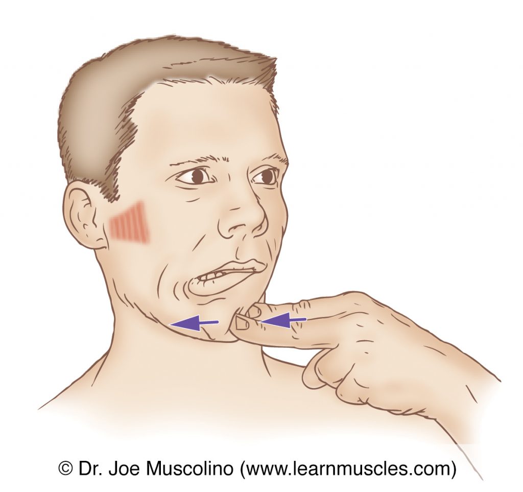 The right lateral pterygoid muscle, a muscle of mastication, is stretched by deviating the mandible at the temporomandibular joints (TMJs) ipsilaterally to the right side (to the same side).
