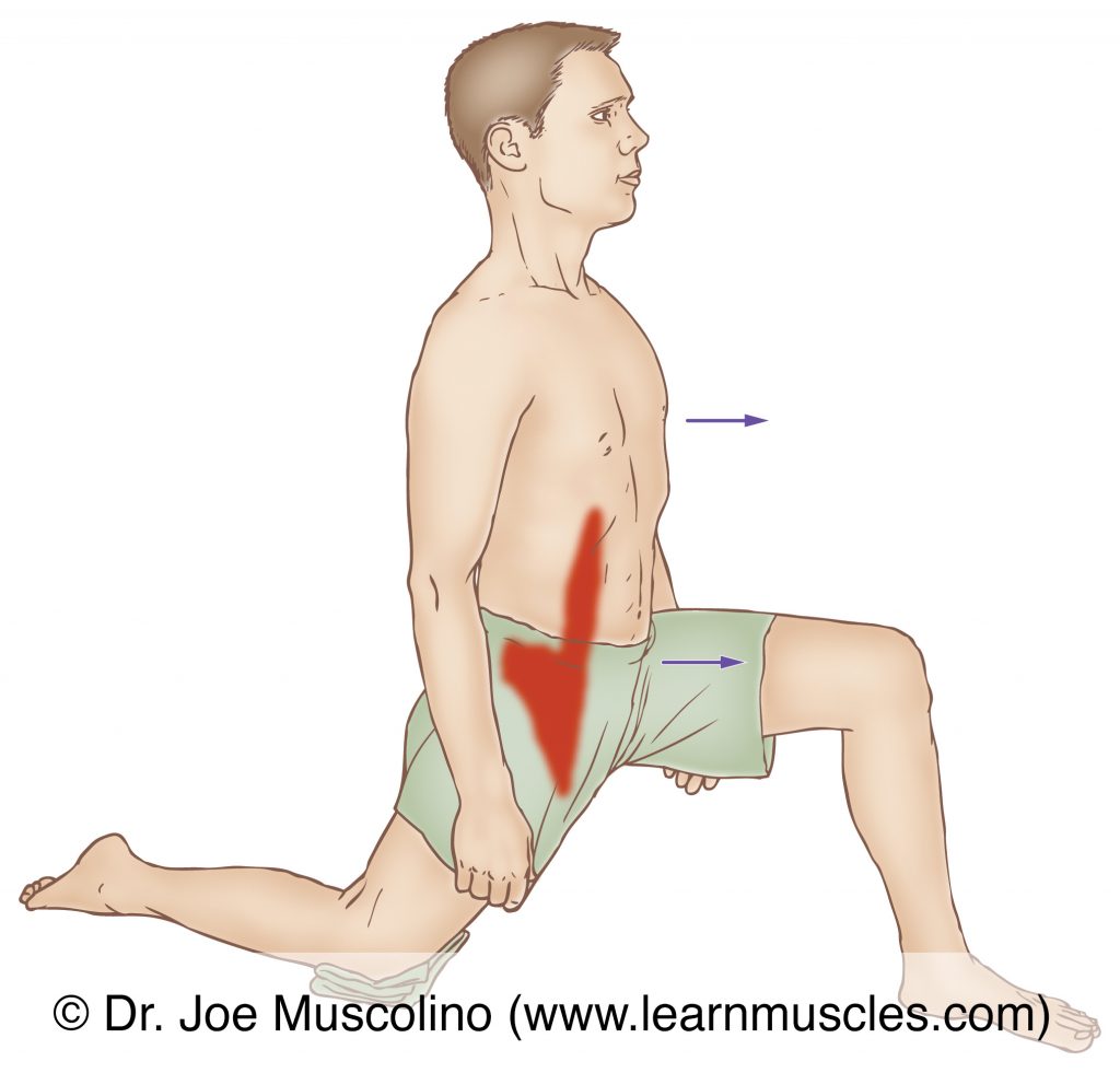 The iliacus is stretched with extension of the thigh at the hip joint.