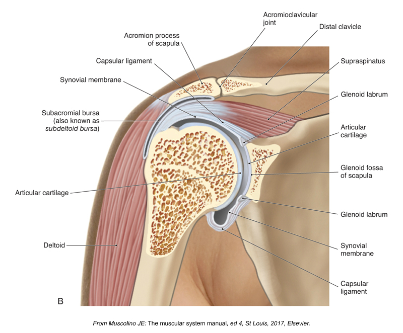 Subacromial Space where impingement can occur