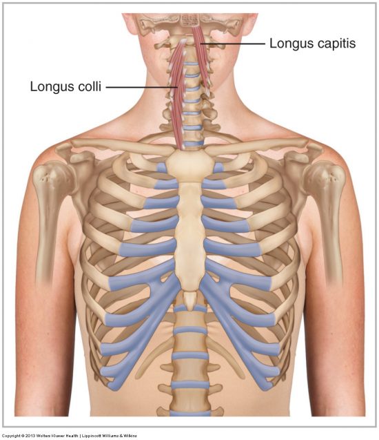 longus Archives - Learn Muscles