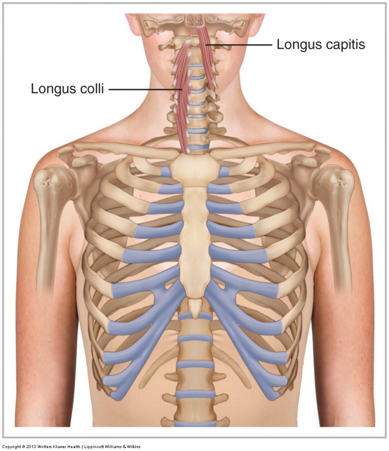 The Role Of Longus Colli And Longus Capitis In Cervical Spinal Stabilization