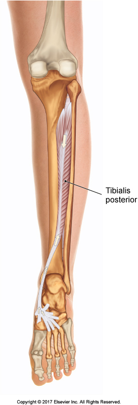 Posterior view of the tibialis posterior. Permission Joseph E. Muscolino. The Muscular System Manual - The Skeletal Muscles of the Human Body, 4ed (Elsevier) 2017.