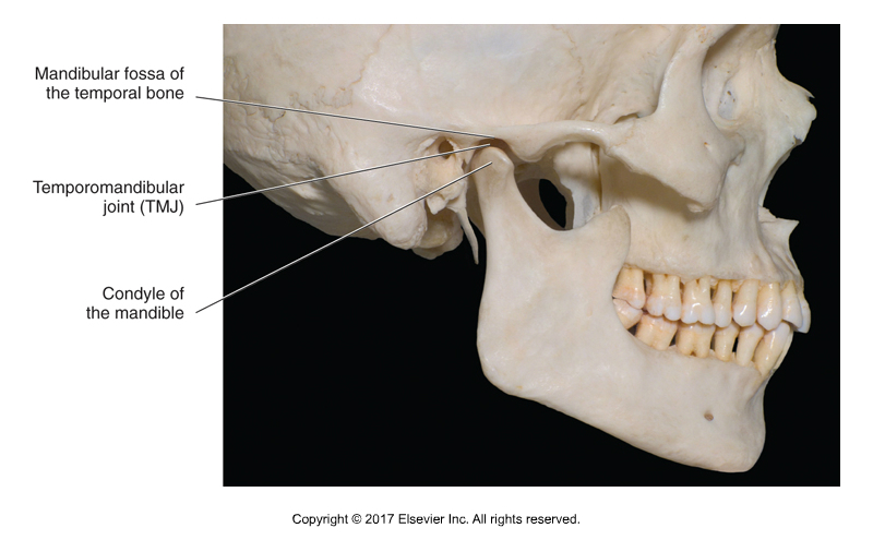 Skeleton tmj Basic anatomy