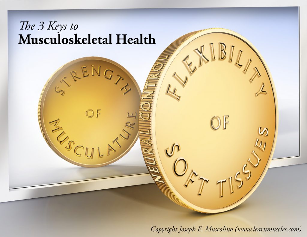 3 Keys to Musculoskeletal Health. Permission Joseph E. Muscolino. www.learnmuscles.com