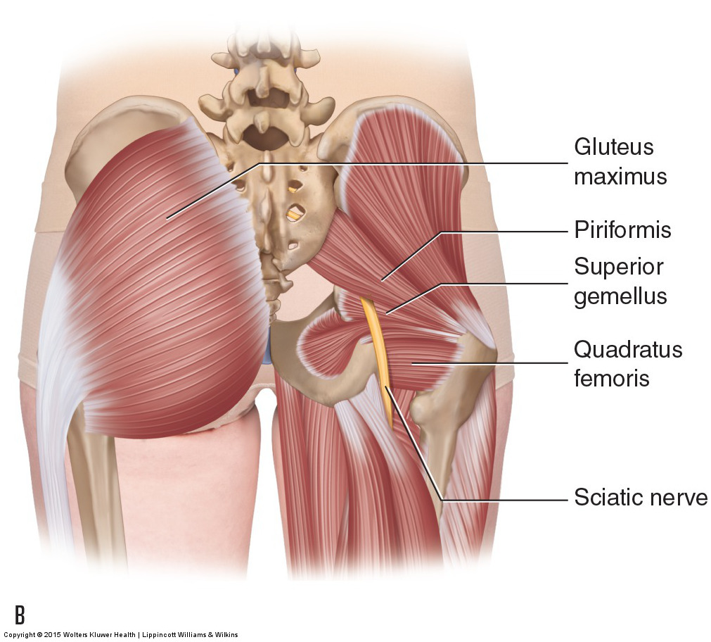 The Sciatic Nerve. Permission Joseph E. Muscolino. Manual therapy for the Low Back and Pelvis - A Clinical Orthopedic Approach (2015)