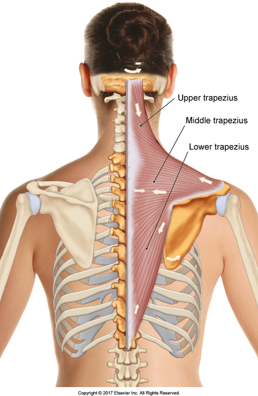 Trapezius. Permission Joseph E. Muscolino. The Muscular System Manual - The Skeletal Muscles of the Human Body, 4th ed. (Elsevier, 2017).