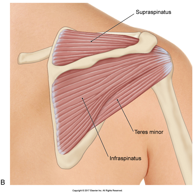 Three of the four rotator cuff muscles. Permission Joseph E. Muscolino. The Muscular System Manual - The Skeletal Muscles of the Human Body, 4th ed. (Elsevier, 2017).