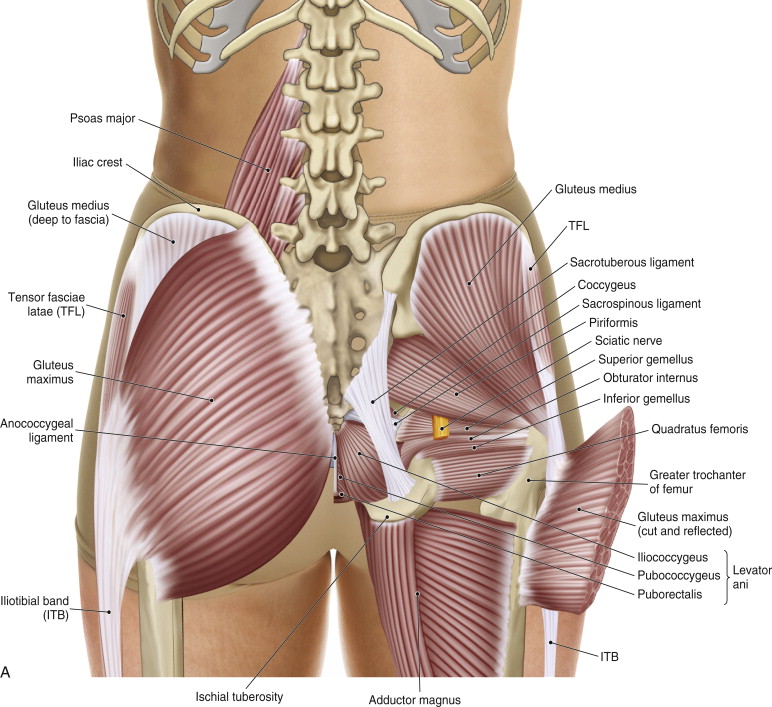 Gluteus Maximus and surrounding musculature. Permission Joseph E. Muscolino. The Muscle and Bone Palpation Manual - with Trigger Points, Referral Patterns, and Stretching, 2nd ed. (Elsevier, 2016)