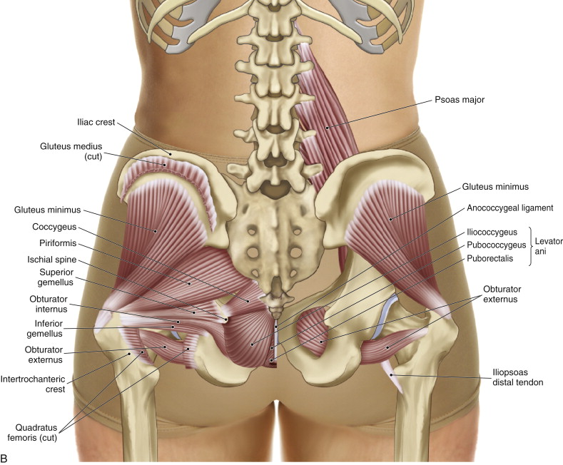 Coccygeus & Levator Ani. Permission Joseph E. Muscolino. The Muscle and Bone Palpation Manual - with Trigger Points, Referral Patterns, and Stretching, 2nd ed. (Elsevier, 2016)