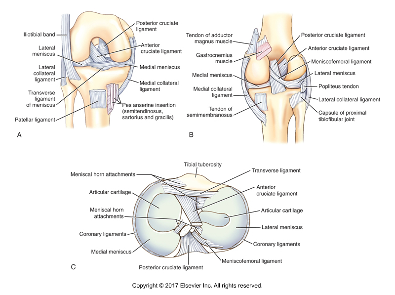 Views of the ACL and other ligaments of the knee joint. Permission Joseph E. Muscolino. Kinesiology - The Skeletal System and Muscle Function, 3rd ed. (Elsevier, 2017).