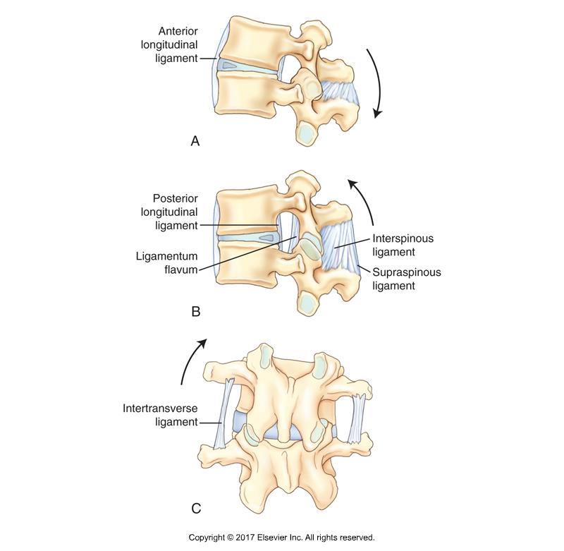 Figure 9. The Anterior Longitudinal Ligament (ALL) is seen along the anterior bodies of the vertebrae. The ALL, if taut, limits extension of the spine. Permission Joseph E. Muscolino. Kinesiology - The Skeletal System and Muscle Function, 3rd edition (Elsevier, 2017).