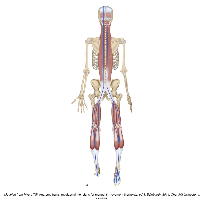 Superficial Back Line myofascial meridian. Permission Joseph E. Muscolino. Kinesiology - The Skeletal System and Muscle Function, 3rd ed. (Elsevier, 2017). Modeled from Tom Myers' Anatomy Trains art.