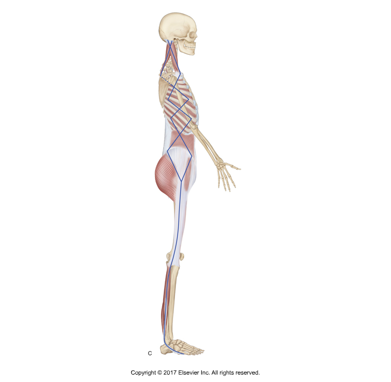 Lateral Line myofascial meridian. Permission Joseph Muscolino. Kinesiology - The Skeletal System and Muscle Function, 3rd ed. (Elsevier, 2017). Modeled from artwork in Anatomy Trains by Tom Myers. 