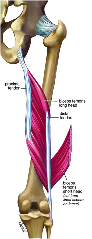 intramuscular tendon